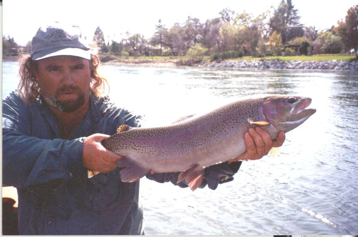 Lower Sacramento Fly Fishing 30" Rainbow Trout